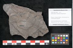Foto (Objekt + Etikett) von Sphenopteris haidingeri Ettingshausen (NHMW-GEO-2024-0188-10809)